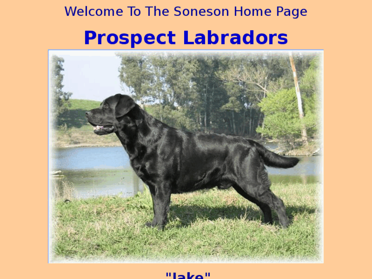 www.prospectlabradorretrievers.com