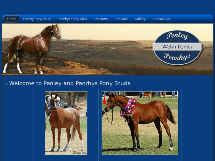 www.penleyponystud.com