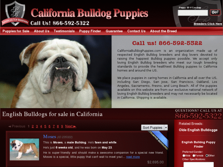 www.californiabulldogpuppies.com