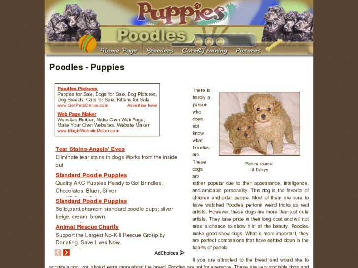 www.poodles-puppies.com