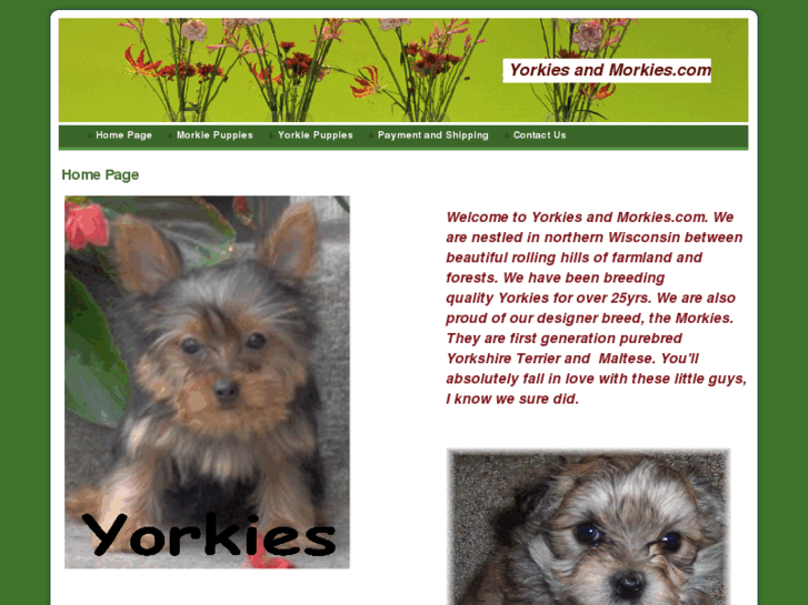 www.yorkiesandmorkies.com