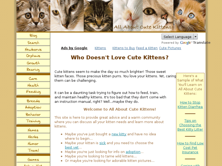 www.all-about-cute-kittens.com