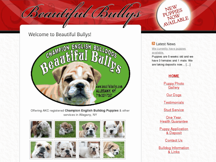 www.beautifulbullys.com