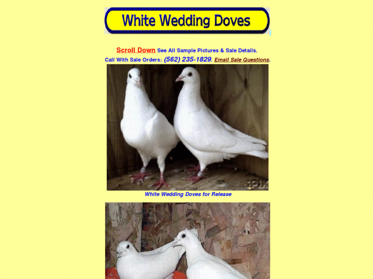 www.bestwhitedoves.com