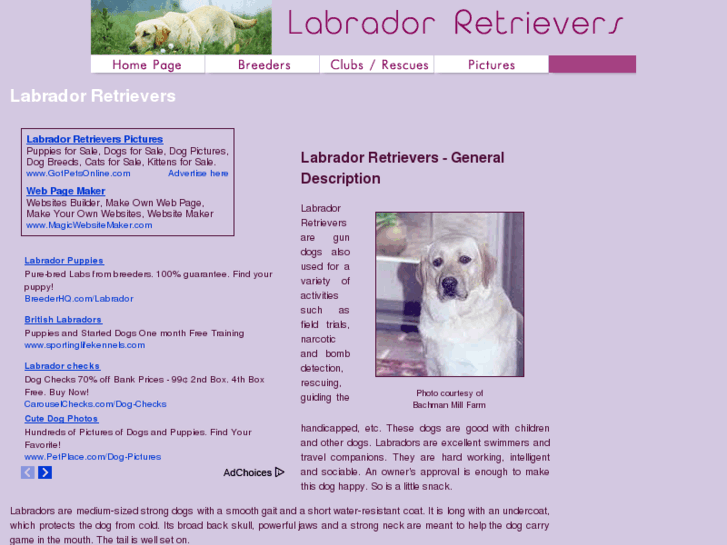 www.labrador-retrievers-labrador-retrievers.com
