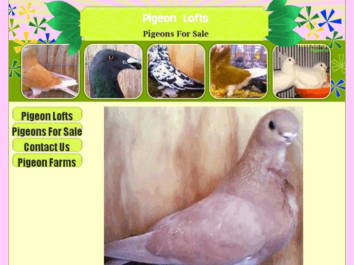 www.thepigeonlofts.com