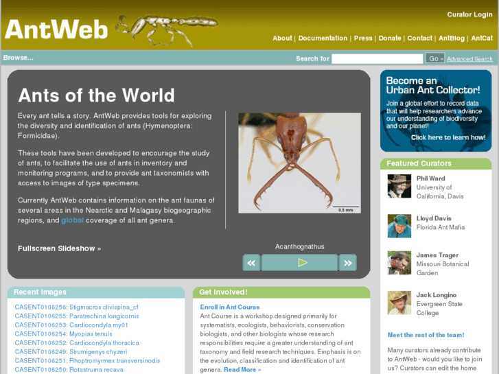 www.antweb.org