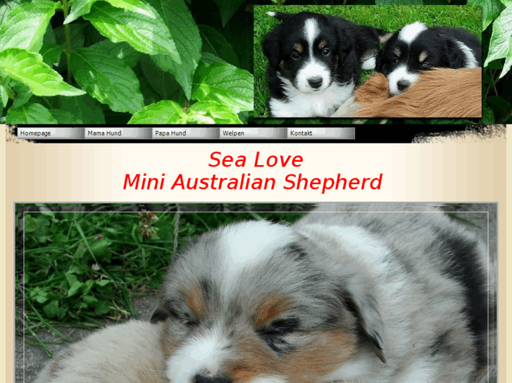 www.mini-australian-shepherd.org