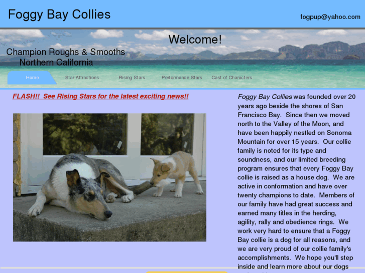 www.foggybaycollies.com