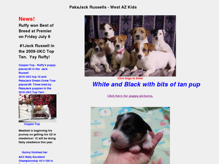 www.shortjackrussells.com