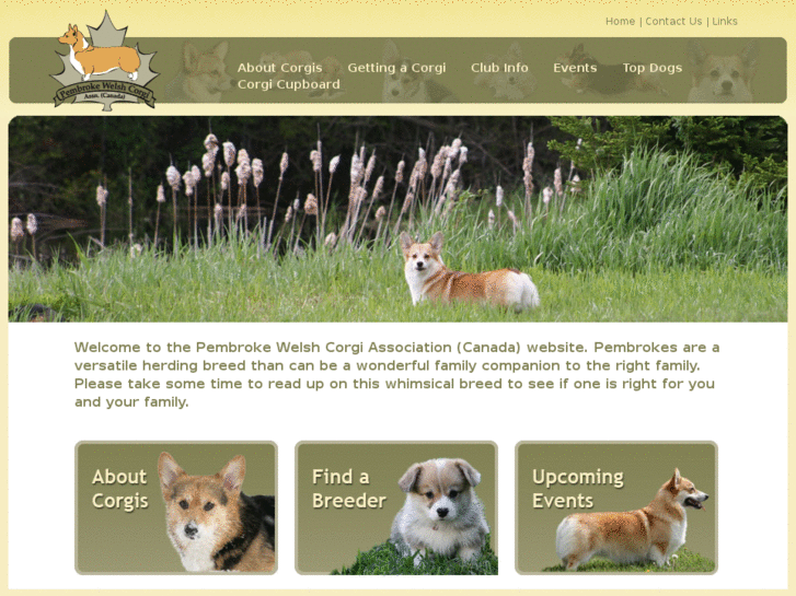 www.pembrokewelshcorgis.ca