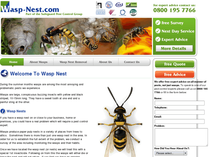 www.wasp-nest.com