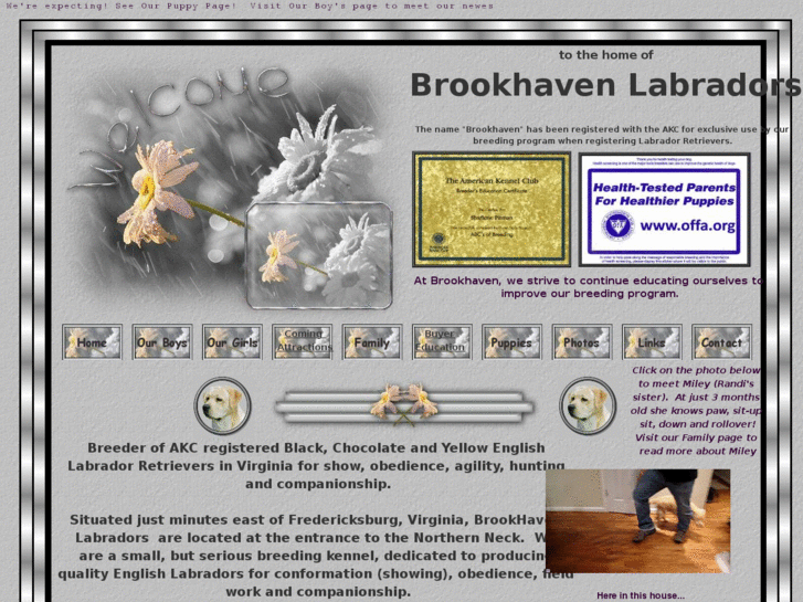 www.brookhavenlabradors.com