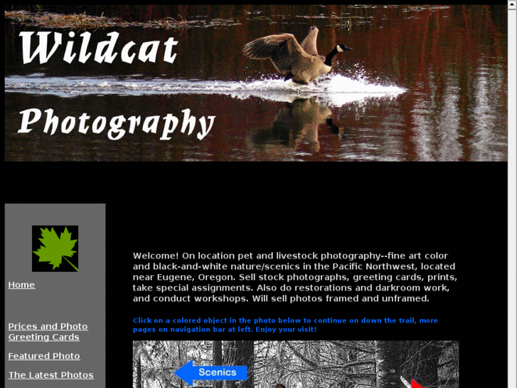 www.wildcatphotography.com