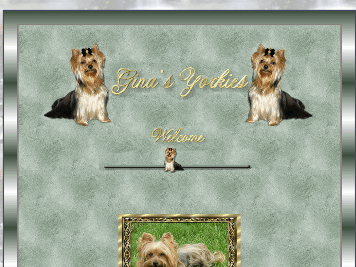 www.ginasyorkies.com