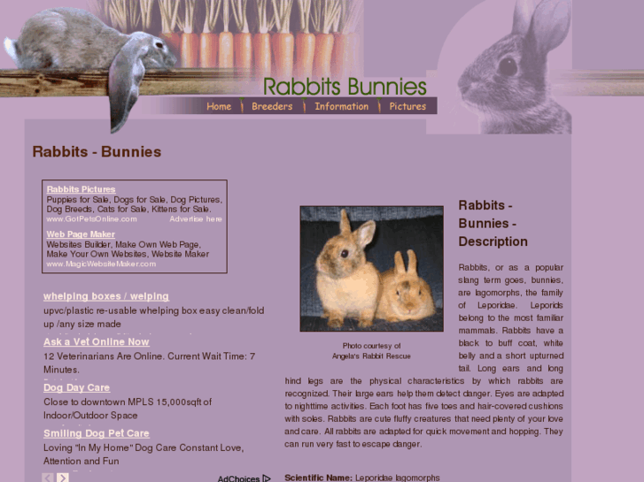 www.rabbits-bunnies.com
