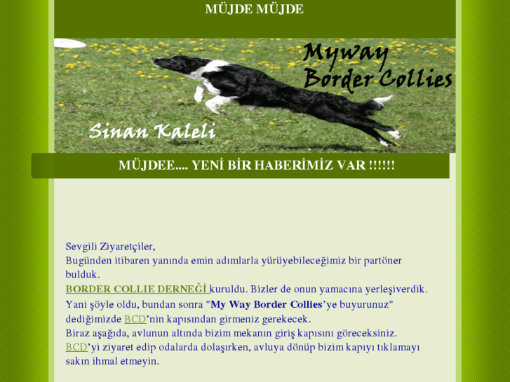 www.bordercollieturkiye.com