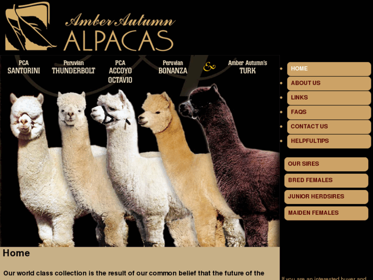 www.amberautumnalpacas.com