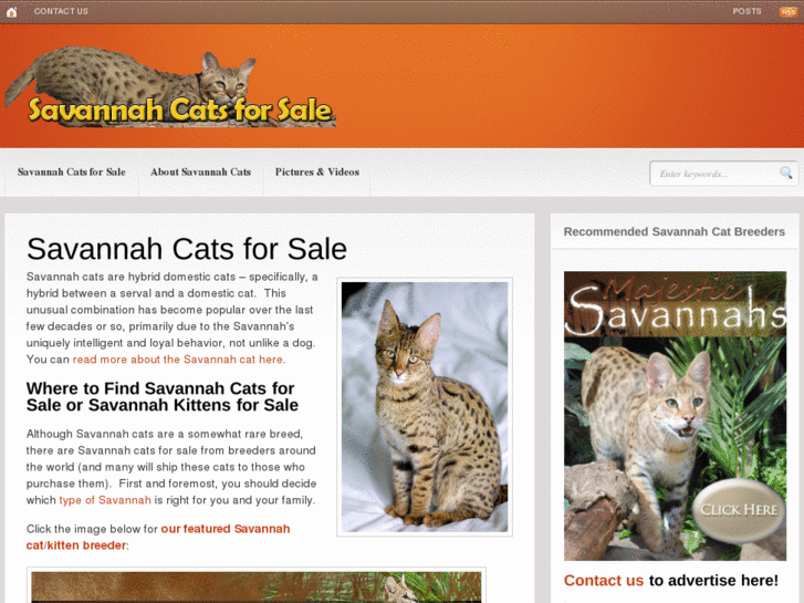 www.savannahcatsforsale.net