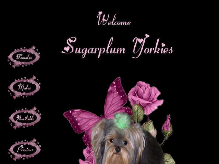 www.sugarplumyorkies.com