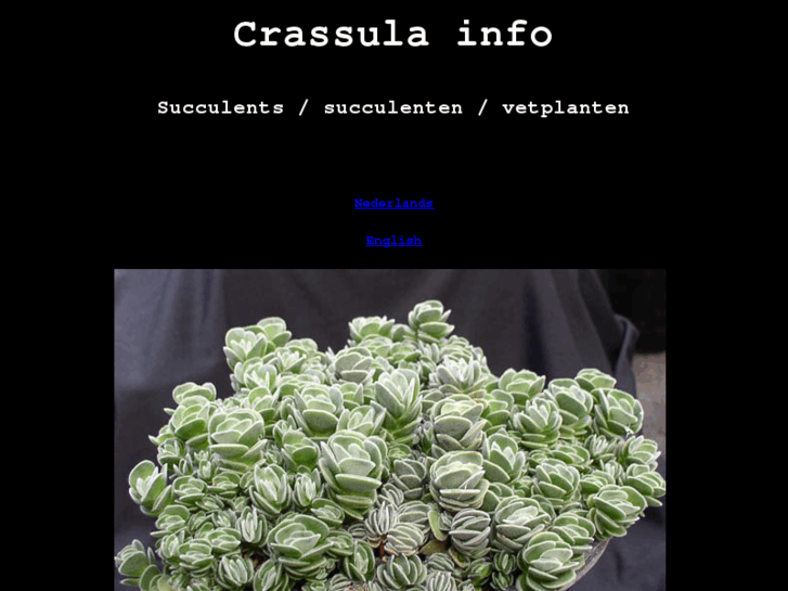 www.crassula.info