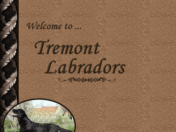 www.tremontlabradors.com