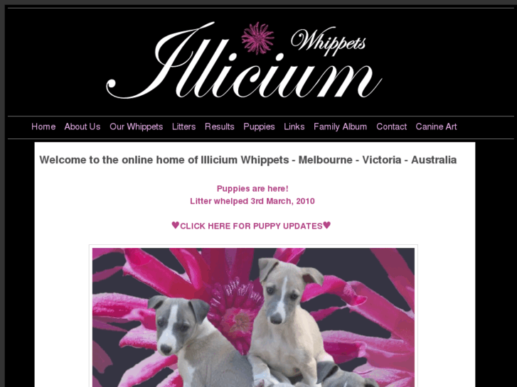 www.illiciumwhippets.com