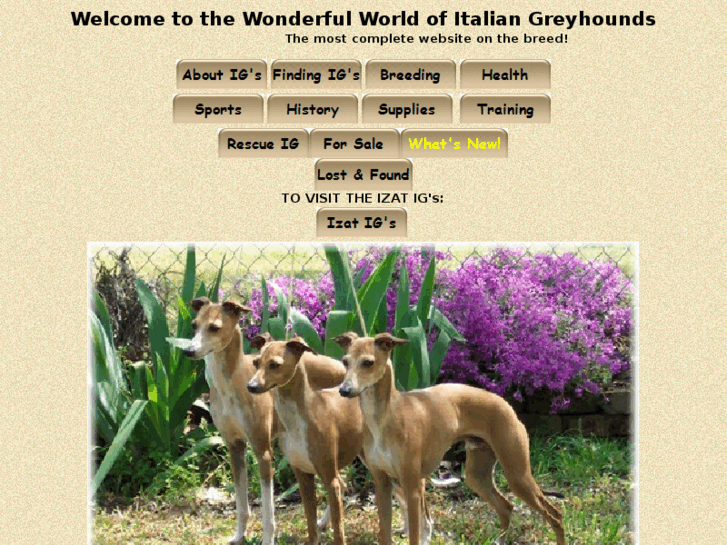 www.italian-greyhound.net