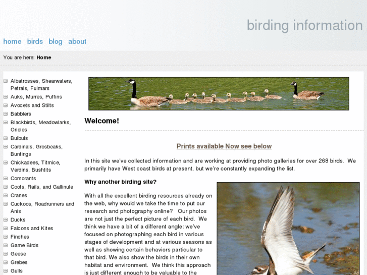 www.birdinginformation.com