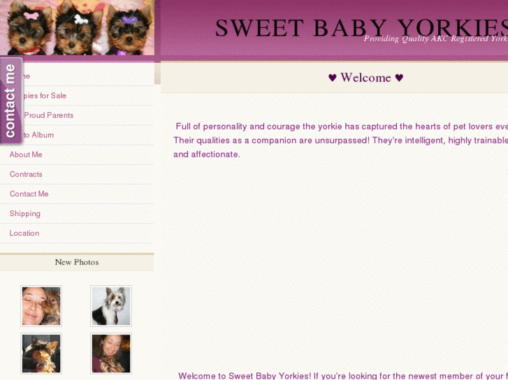 www.sweetbabyyorkies.com