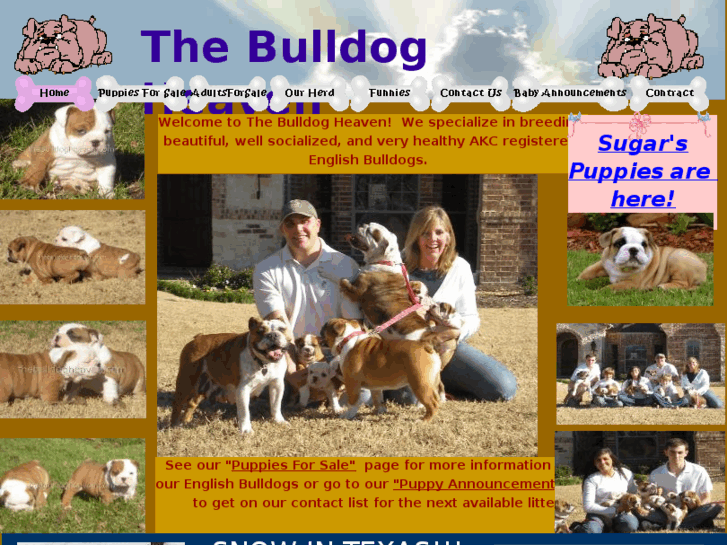 www.thebulldogheaven.com