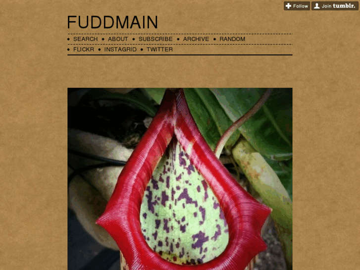 www.fuddmain.com