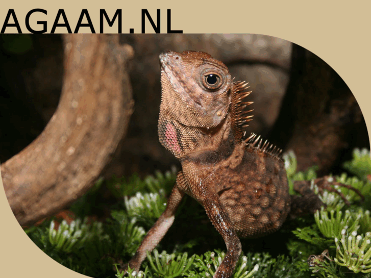 www.agaam.nl