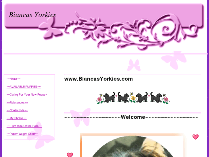 www.biancasyorkies.com