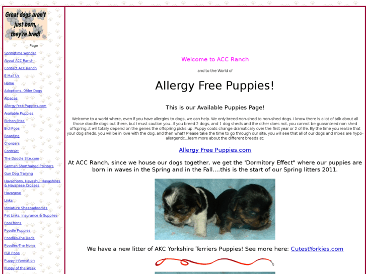 www.accpuppy.com