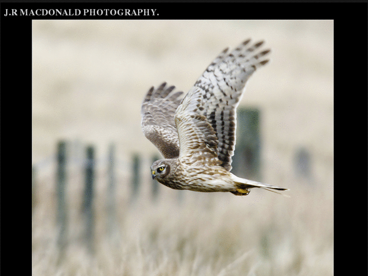 www.jrmacdonaldargyllbirdphotography.com