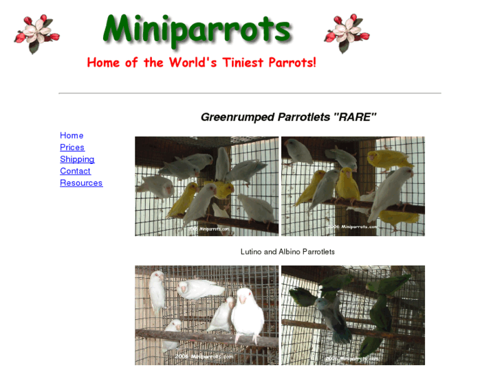 www.miniparrots.com