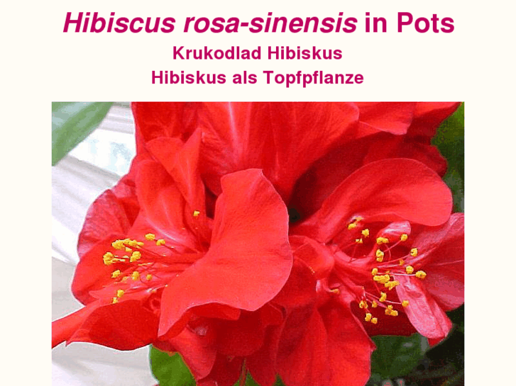 www.hibiscus-sinensis.com