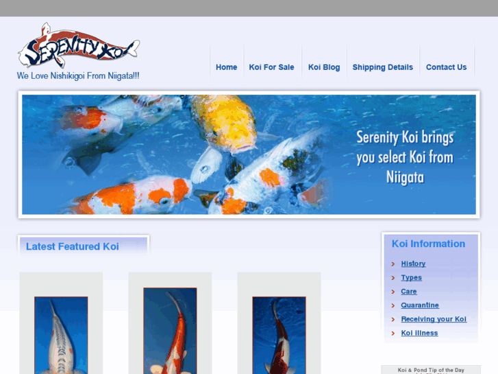 www.serenitykoi.com