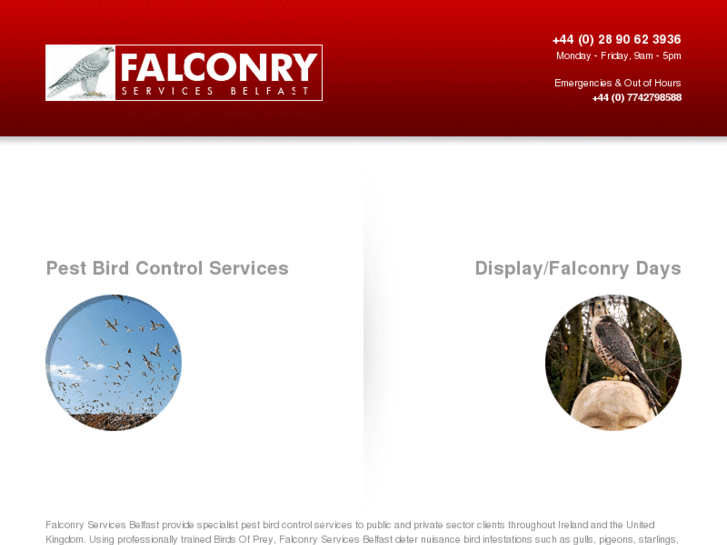 www.falconryservicesbelfast.com