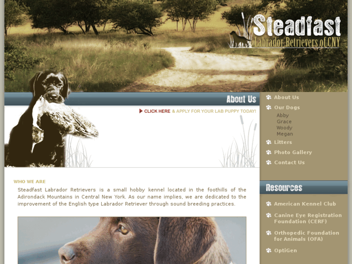 www.steadfastlabradors.com