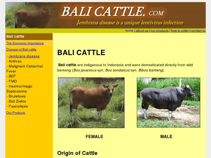 www.balicattle.com