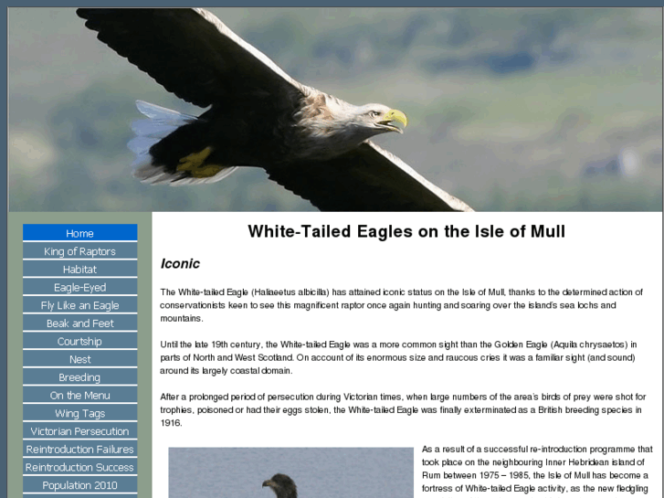 www.white-tailed-sea-eagle.co.uk