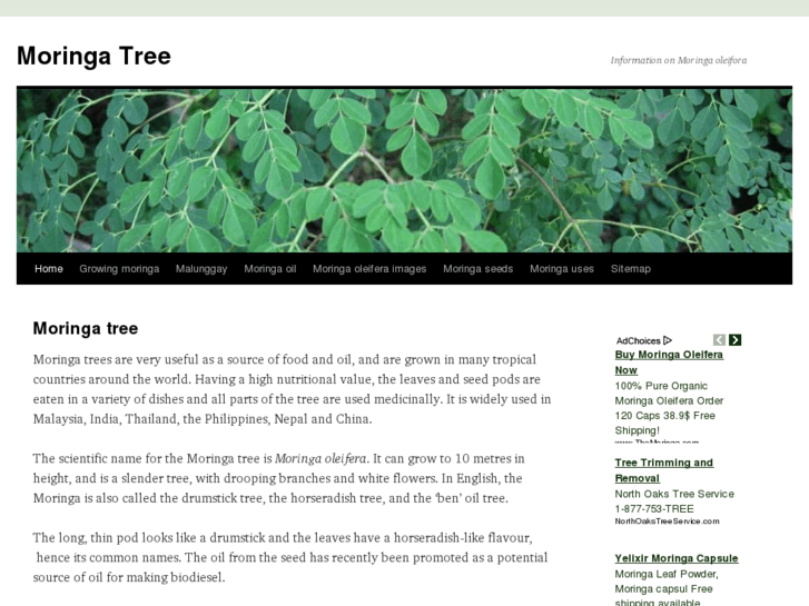 www.moringa-tree.com