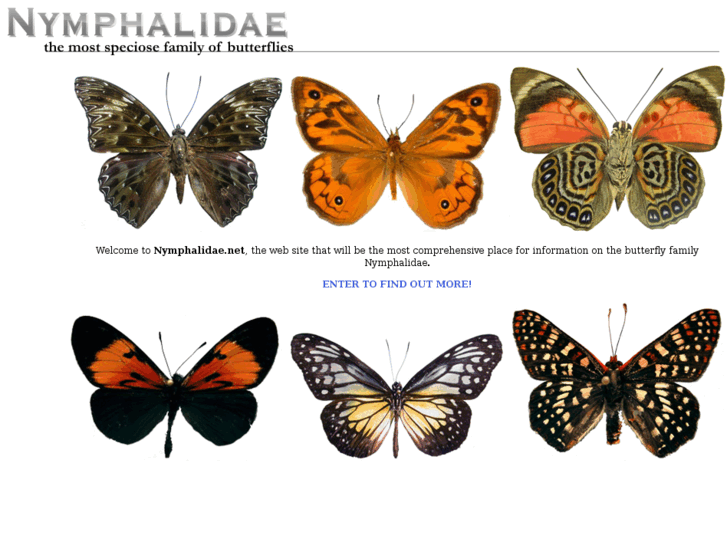 www.nymphalidae.net