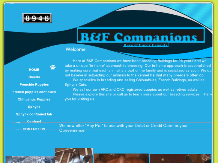 www.bfcompanions.com