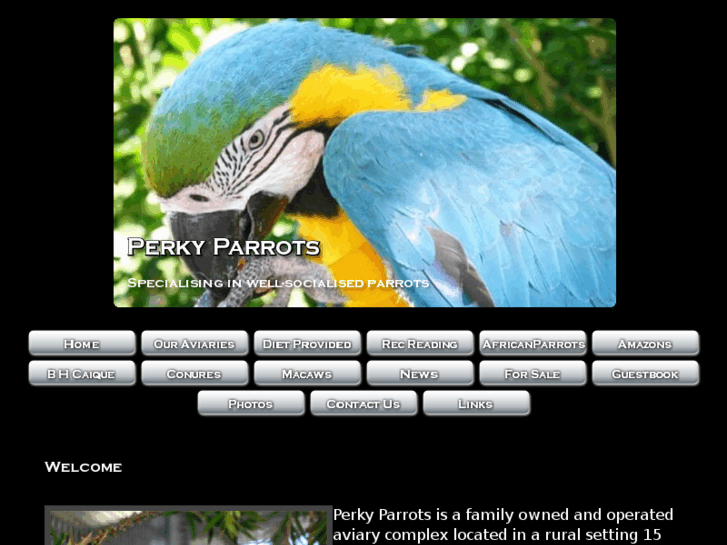 www.perkyparrots.com