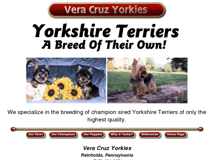 www.veracruzyorkies.com