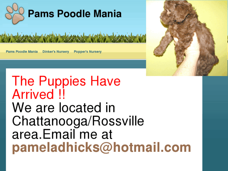 www.pamspoodlemania.com