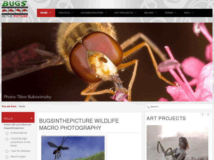 www.bugsinthepicture.com